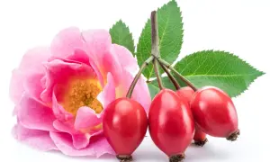 Une rose rose et des cynorrhodons rouges, le fruit le plus riche en vitamine C, avec des feuilles vertes sur fond blanc.
