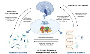 Schéma montrant comment le régime alimentaire influence le microbiote intestinal, le SNC et l'épithélium intestinal, pour un bon microbiote.