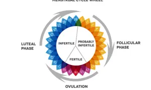 Schéma du cycle menstruel, montrant la phase lutéale, la phase folliculaire, l'ovulation et les périodes fertiles/infertiles.