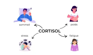 Le cortisol, lié au stress, affecte le sommeil, le poids, et cause fatigue et anxiété.