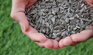 Mains tenant une poignée de graines de tournesol, rappelant leurs nombreux bienfaits pour la santé.