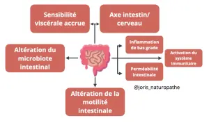 Schéma des facteurs liés à l'intestin irritable : sensibilité accrue, axe intestin-cerveau, altération du microbiote, inflammation, perméabilité intestinale et système immunitaire.