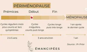 Schéma illustrant les étapes de la périménopause, de ses prémices à la ménopause, avec les changements de cycles et symptômes associés.