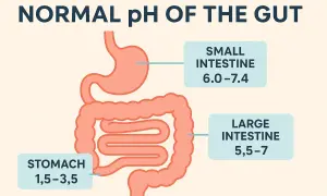 Le pH normal de l'estomac est très acide (1,5-3,5), tandis que l'intestin grêle et le gros intestin ont un pH plus neutre.