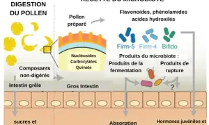 Schéma illustrant la digestion du pollen et la transformation par le microbiote intestinal. Le pollen préparé libère des nucléosides, carboxylates et quinate. Le microbiote, composé de bactéries comme Firm-5, Firm-4 et Bifido, produit des composés issu...