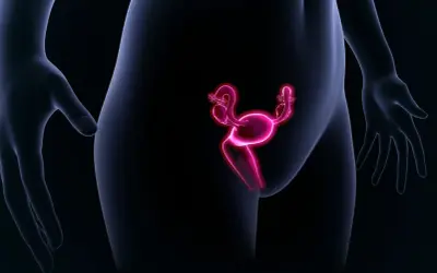 Illustration d'un utérus antéversé, organe reproducteur féminin rose vif, sur fond noir.