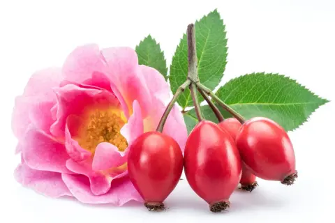 Une rose rose et des cynorrhodons rouges, le fruit le plus riche en vitamine C, avec des feuilles vertes sur fond blanc.