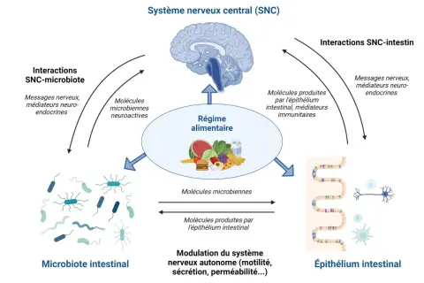 Schéma montrant comment le régime alimentaire influence le microbiote intestinal, le SNC et l'épithélium intestinal, pour un bon microbiote.
