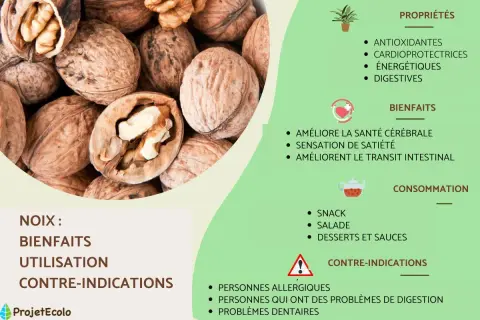 Gros plan sur des noix, mettant en avant leurs nombreux bienfaits pour la santé, comme l'amélioration de la santé cérébrale et le transit intestinal.