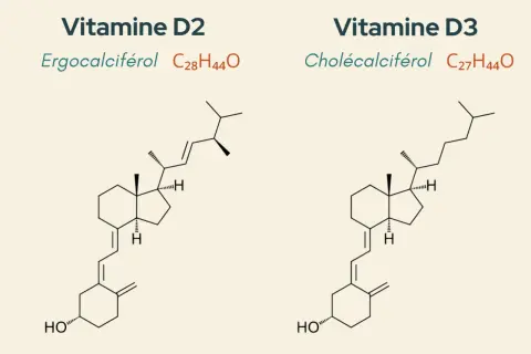 Comparaison des structures chimiques de la vitamine D2 (ergocalciférol) et de la vitamine D3 (cholécalciférol), illustrant la différence entre vitamine d et d3.