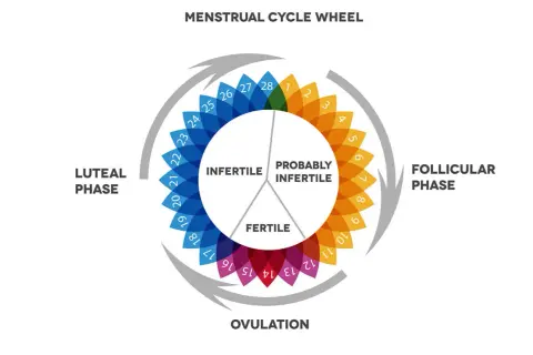 Schéma du cycle menstruel, montrant la phase lutéale, la phase folliculaire, l'ovulation et les périodes fertiles/infertiles.