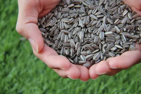 Mains tenant une poignée de graines de tournesol, rappelant leurs nombreux bienfaits pour la santé.