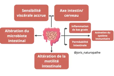 Schéma des facteurs liés à l'intestin irritable : sensibilité accrue, axe intestin-cerveau, altération du microbiote, inflammation, perméabilité intestinale et système immunitaire.