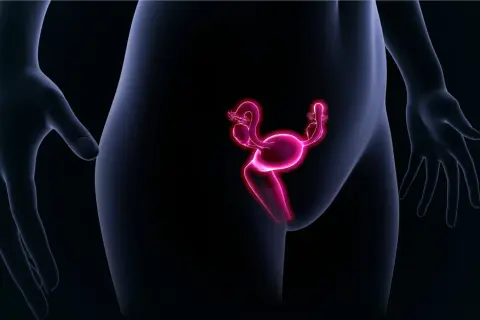 Illustration d'un utérus antéversé, organe reproducteur féminin rose vif, sur fond noir.