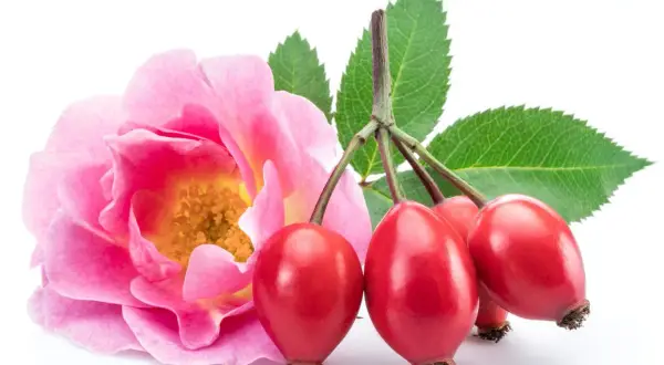 Une rose rose et des cynorrhodons rouges, le fruit le plus riche en vitamine C, avec des feuilles vertes sur fond blanc.