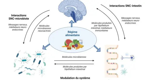 Schéma montrant comment le régime alimentaire influence le microbiote intestinal, le SNC et l'épithélium intestinal, pour un bon microbiote.