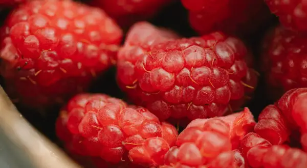 Gros plan sur des framboises juteuses, pleines de vitamines et de bienfaits pour la santé. Un délice rouge vif.