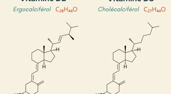 Comparaison des structures chimiques de la vitamine D2 (ergocalciférol) et de la vitamine D3 (cholécalciférol), illustrant la différence entre vitamine d et d3.