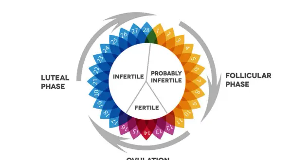 Schéma du cycle menstruel, montrant la phase lutéale, la phase folliculaire, l'ovulation et les périodes fertiles/infertiles.