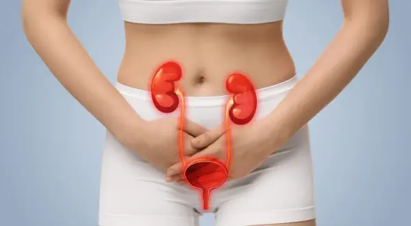 Femme tenant ses mains sur son bas-ventre, avec une illustration des reins et de la vessie enflammés. Cela illustre comment on attrape une infection urinaire chez la femme.