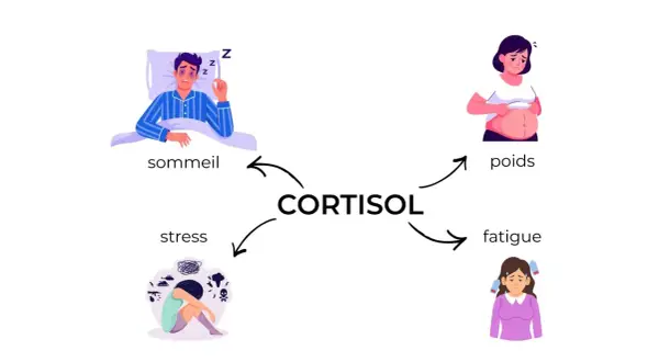 Le cortisol, lié au stress, affecte le sommeil, le poids, et cause fatigue et anxiété.