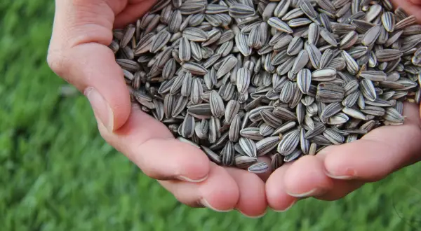 Mains tenant une poignée de graines de tournesol, rappelant leurs nombreux bienfaits pour la santé.