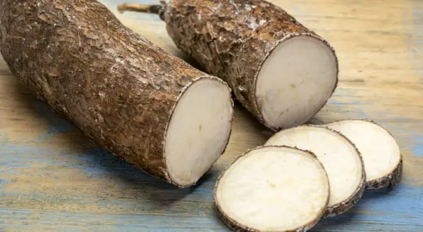 Deux racines de manioc coupées, révélant leur chair blanche. Les rondelles de manioc sur la table en bois rappellent ses nombreux manioc bienfaits nutritionnels.