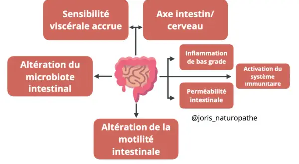 Schéma des facteurs liés à l'intestin irritable : sensibilité accrue, axe intestin-cerveau, altération du microbiote, inflammation, perméabilité intestinale et système immunitaire.