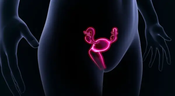 Illustration d'un utérus antéversé, organe reproducteur féminin rose vif, sur fond noir.