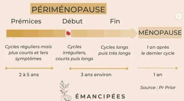 Schéma illustrant les étapes de la périménopause, de ses prémices à la ménopause, avec les changements de cycles et symptômes associés.