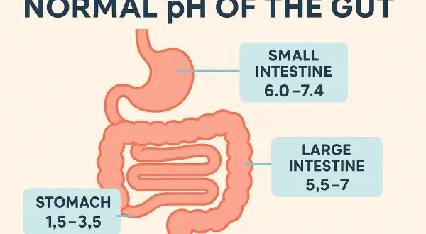 Le pH normal de l'estomac est très acide (1,5-3,5), tandis que l'intestin grêle et le gros intestin ont un pH plus neutre.
