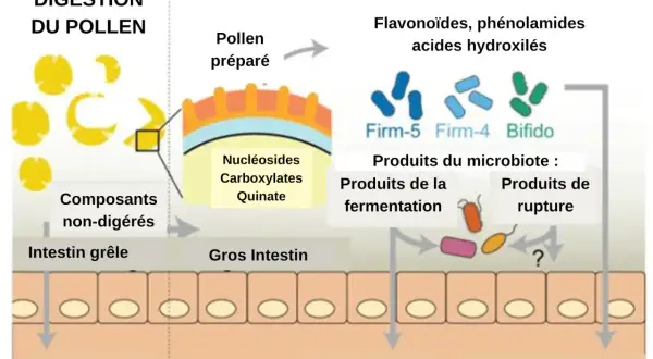 Schéma illustrant la digestion du pollen et la transformation par le microbiote intestinal. Le pollen préparé libère des nucléosides, carboxylates et quinate. Le microbiote, composé de bactéries comme Firm-5, Firm-4 et Bifido, produit des composés issu...