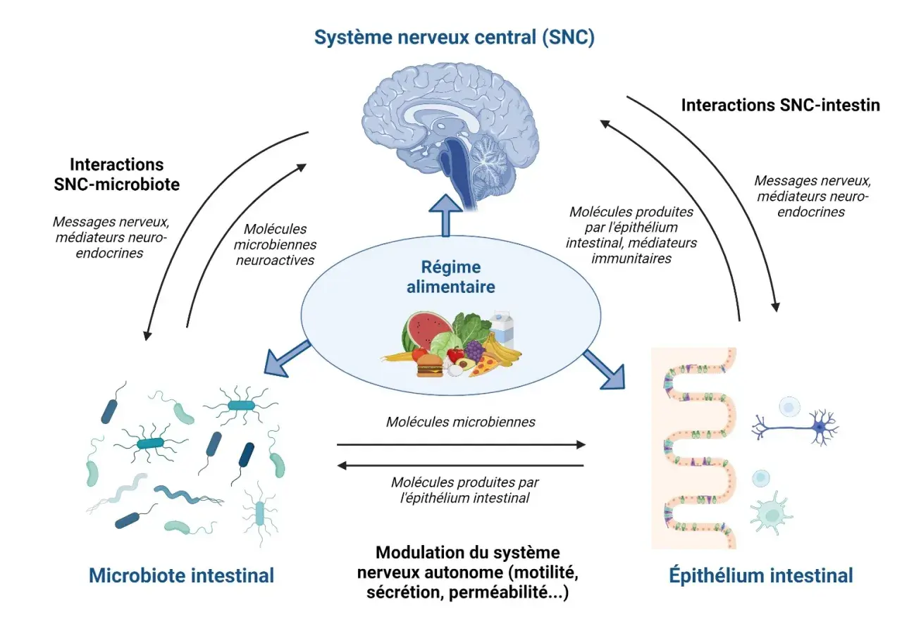 Schéma montrant comment le régime alimentaire influence le microbiote intestinal, le SNC et l'épithélium intestinal, pour un bon microbiote.