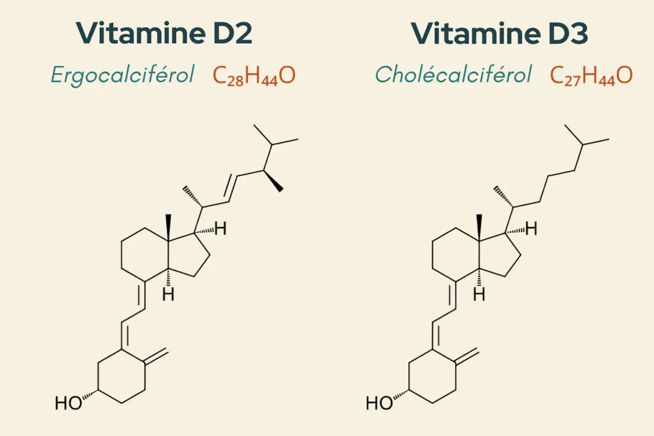 Comparaison des structures chimiques de la vitamine D2 (ergocalciférol) et de la vitamine D3 (cholécalciférol), illustrant la différence entre vitamine d et d3.