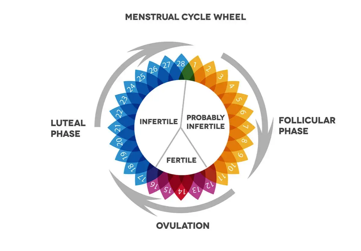 Schéma du cycle menstruel, montrant la phase lutéale, la phase folliculaire, l'ovulation et les périodes fertiles/infertiles.