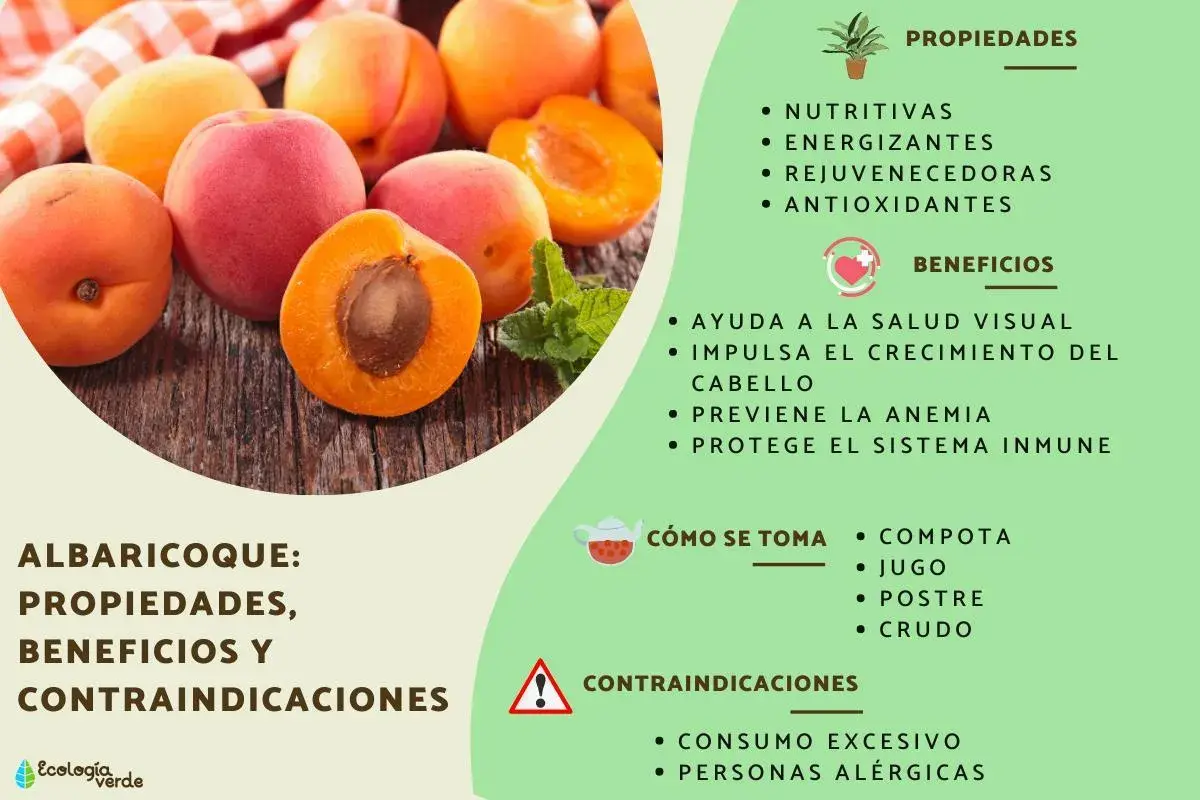 Des abricots frais sur fond de bois, avec une liste de leurs propriétés, bienfaits et contre-indications. Les abricot bienfaits sont nombreux pour la santé.