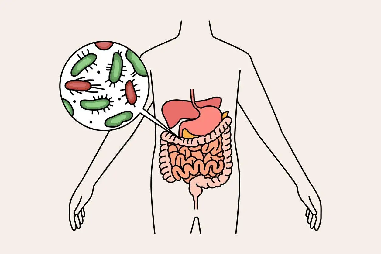 Illustration du système digestif humain avec une loupe montrant des bactéries, illustrant le microbiote.