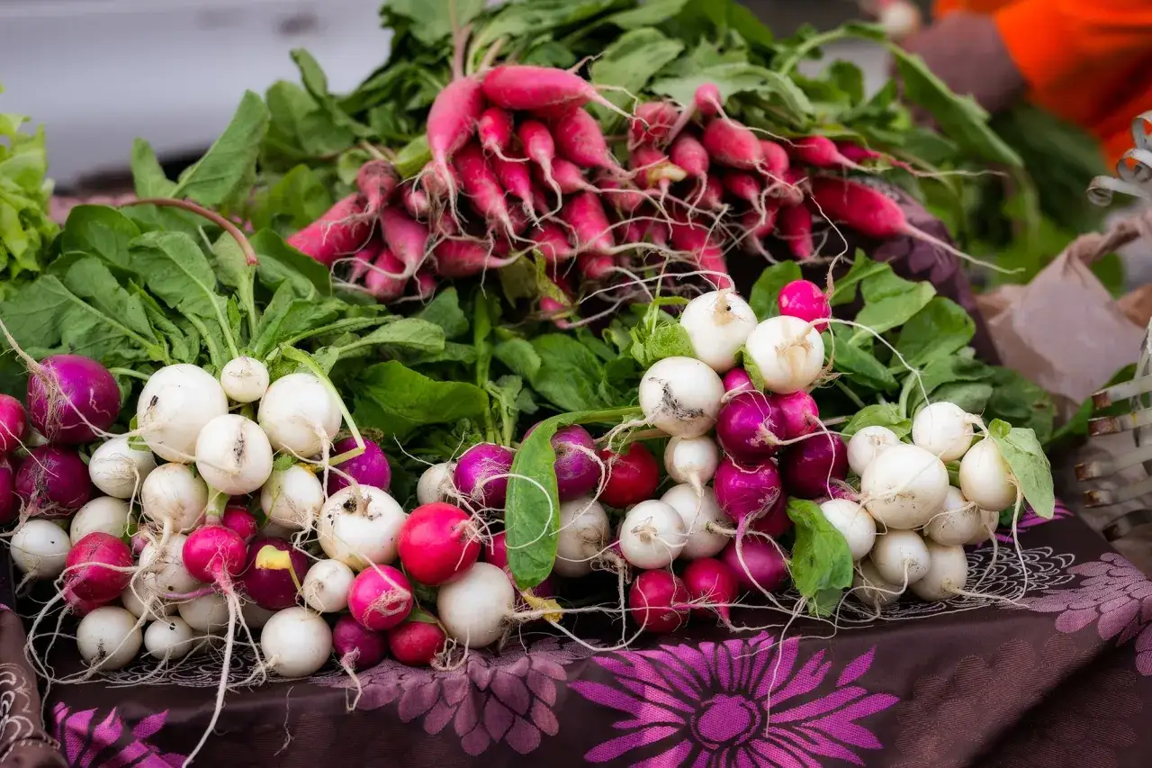 Radis frais, blancs et roses, prêts à être dégustés. Découvrez les radis bienfaits pour une alimentation saine et croquante.