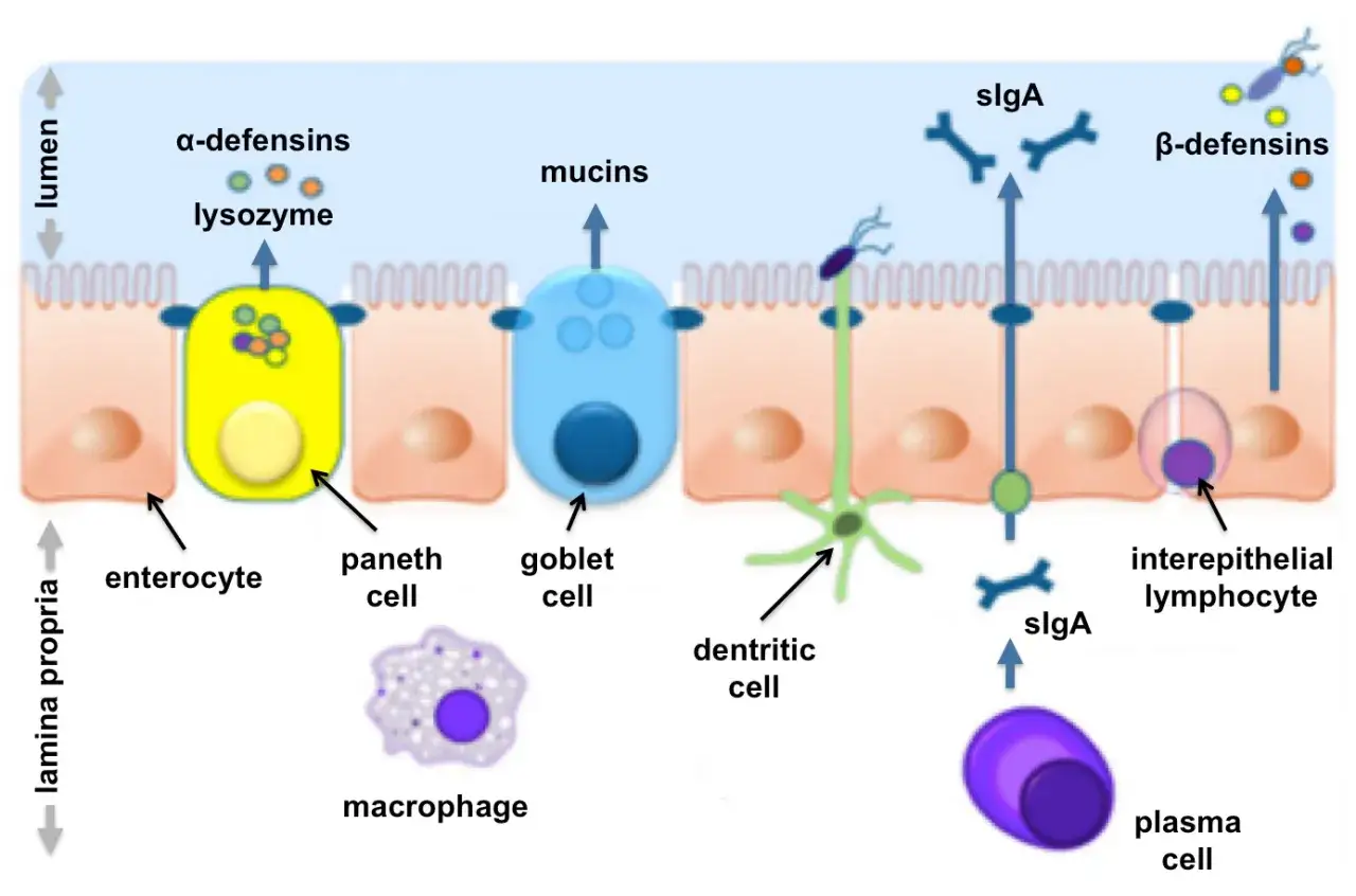 Illustration de la barrière intestinale : cellules immunitaires (macrophage, lymphocyte, cellule dendritique) et cellules épithéliales (entérocyte, cellule de Paneth, cellule caliciforme) protégeant contre les bactéries. Défenses : mucines, α- et β-déf...