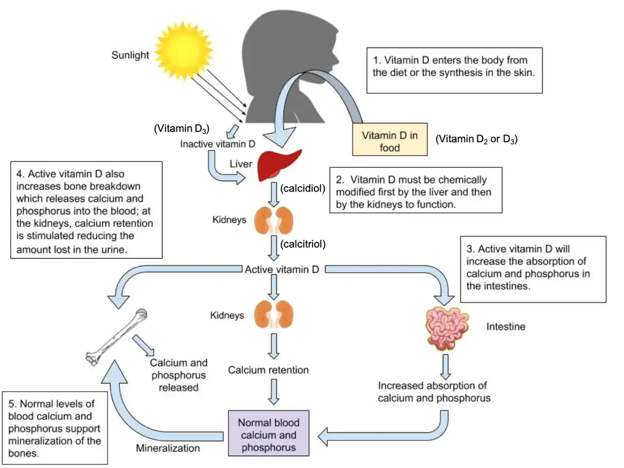 Schéma illustrant le parcours de la vitamine D dans le corps, de son absorption à son rôle dans la minéralisation osseuse.