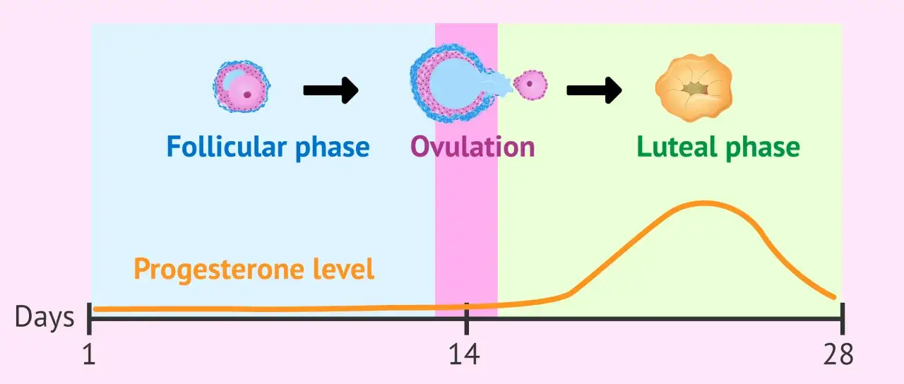 Schéma du cycle menstruel : phase folliculaire, ovulation, puis phase lutéale avec une courbe de progestérone ascendante.