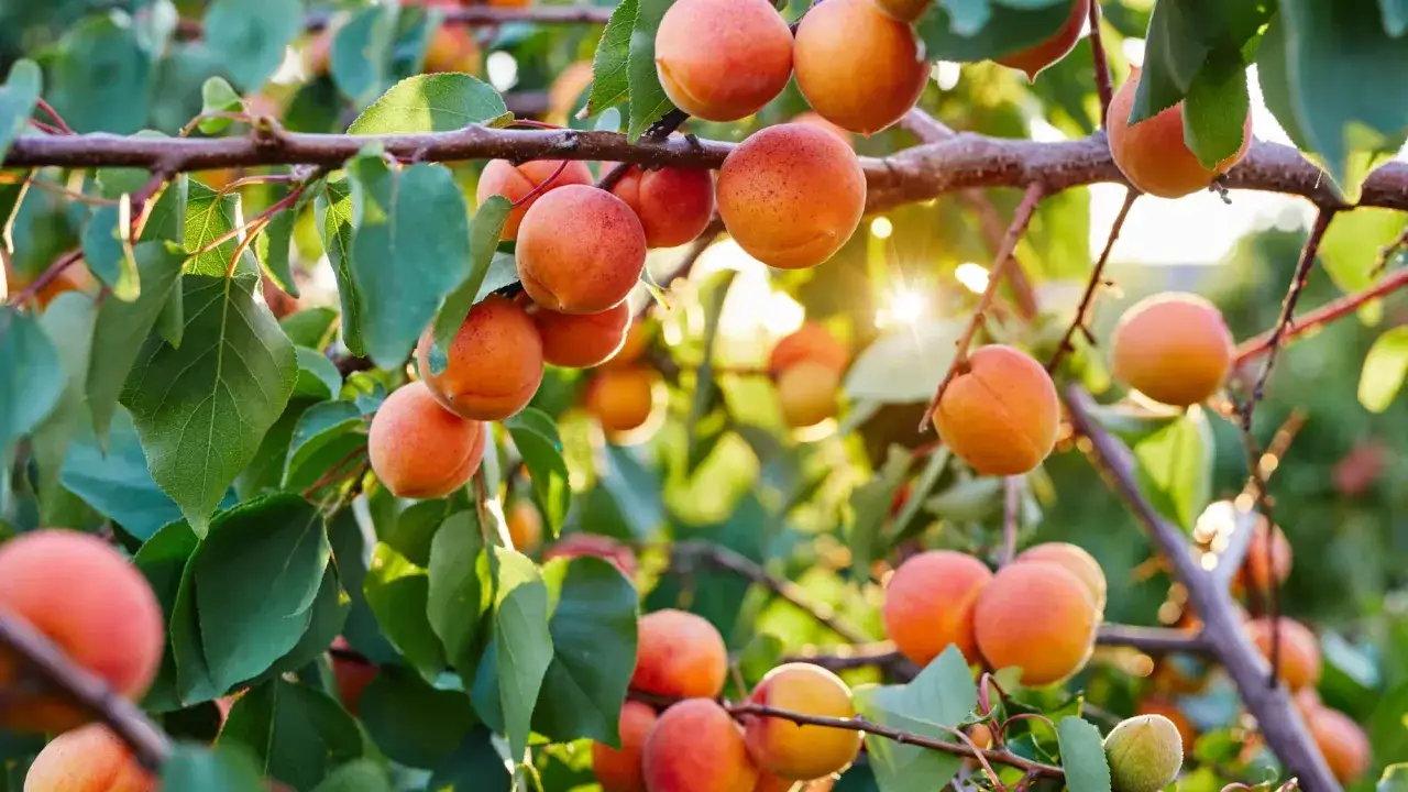 Abricots mûrs sur une branche, baignés de soleil. Savourez les abricot bienfaits de ce fruit d'été.