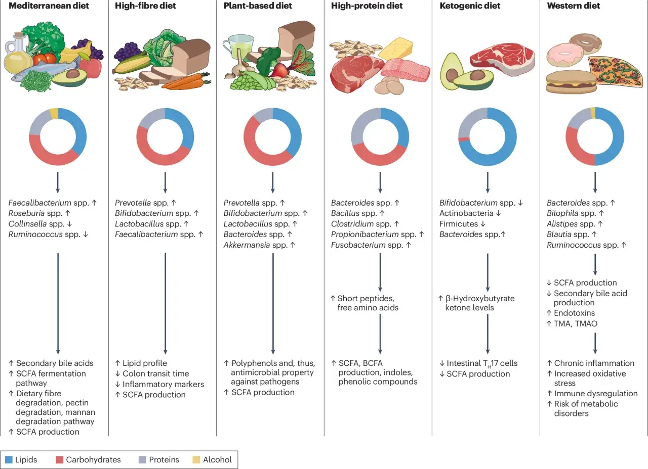 Comment avoir un bon microbiote : la di&egrave;te m&eacute;diterran&eacute;enne favorise Faecalibacterium, Roseburia. La di&egrave;te riche en fibres, v&eacute;g&eacute;tale et la di&egrave;te occidentale influencent positivement d'autres bact&eacute;ries.
