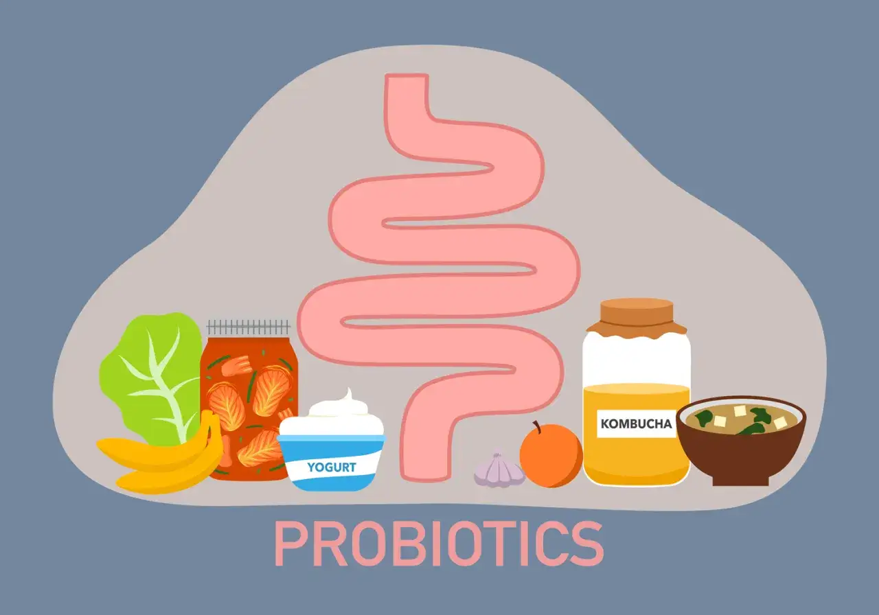 Aliments ferment&eacute;s et un tube digestif : voici pourquoi prendre des probiotiques pour un ventre heureux.