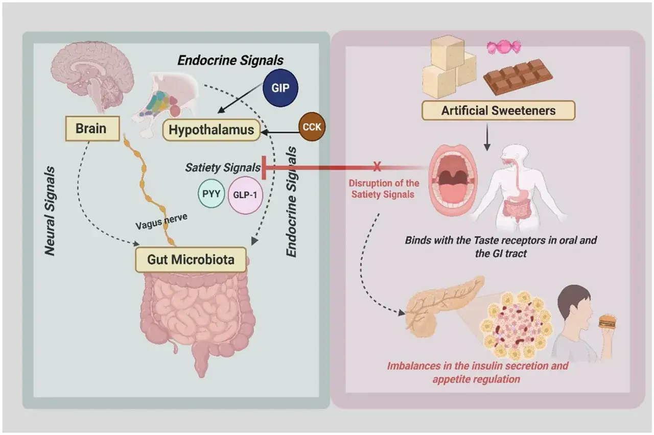 Les édulcorants artificiels, comme le maltitol, peuvent perturber les signaux de satiété, entraînant des déséquilibres hormonaux et une régulation de l'appétit.