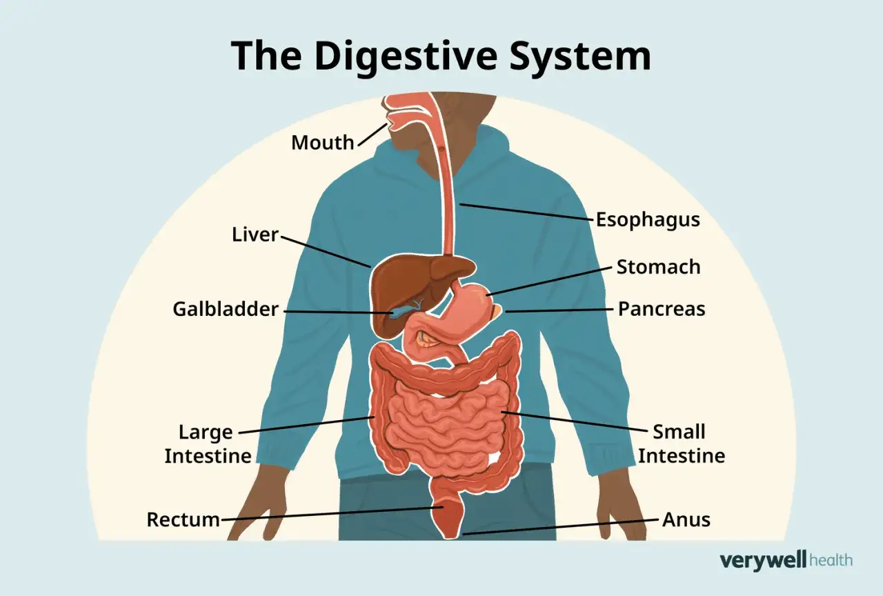 Schéma du système digestif humain, montrant la bouche, l'œsophage, le foie, la vésicule biliaire, l'estomac, le pancréas, l'intestin grêle, le gros intestin, le rectum et l'anus. Utile pour comprendre la difficulté à digérer.