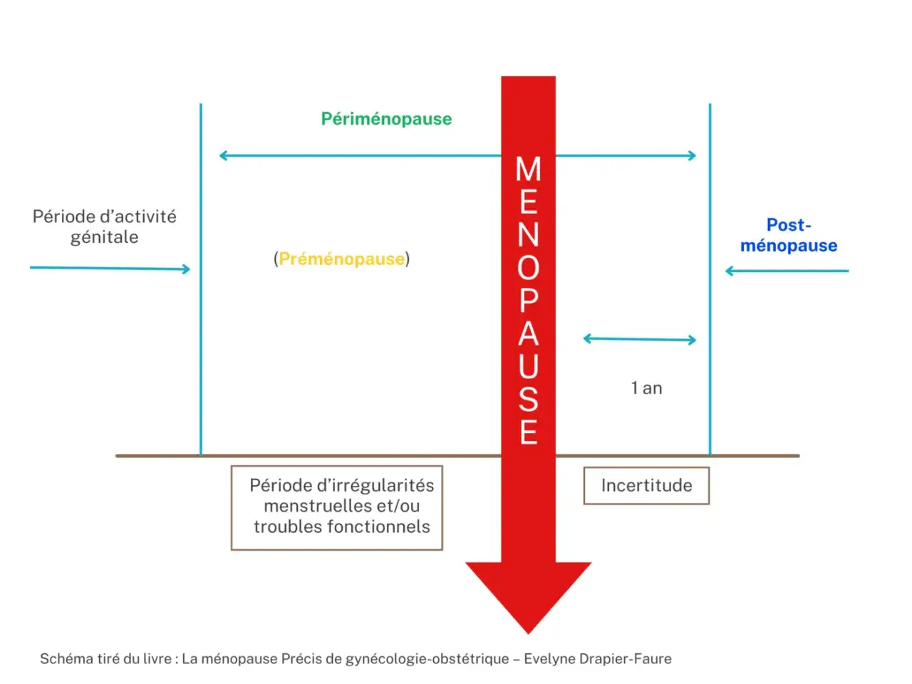 Schéma illustrant les étapes de la ménopause, de la période d'activité génitale à la post-ménopause, incluant la périménopause et l'incertitude liée à cet âge.