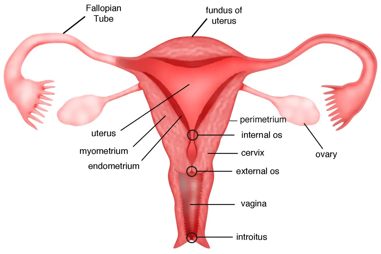 Anatomie de l'utérus, des trompes de Fallope et des ovaires. Une vue schématique montrant les différentes couches de l'utérus, y compris l'endomètre, le myomètre et le périmètre, ainsi que le col de l'utérus et le vagin. Ce schéma peut aider à comprend...