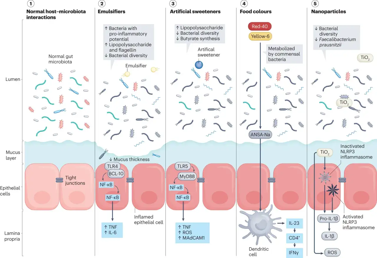 Illustration montrant des aliments mauvais pour la flore intestinale : &eacute;mulsifiants, &eacute;dulcorants artificiels, colorants alimentaires et nanoparticules.