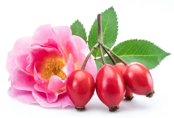 Une rose rose et des cynorrhodons rouges, le fruit le plus riche en vitamine C, avec des feuilles vertes sur fond blanc.